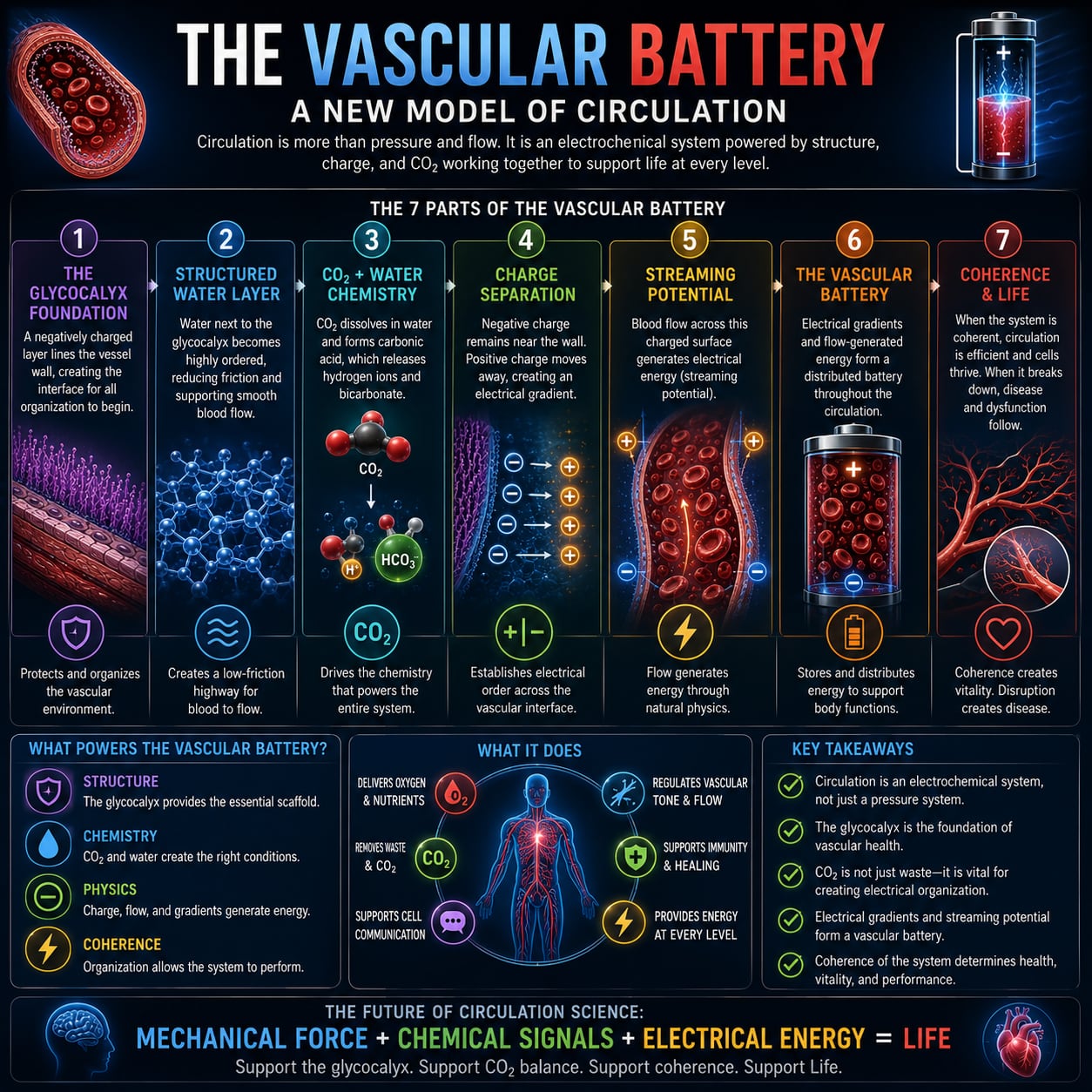 Illustration — circulation as an organized electrochemical system